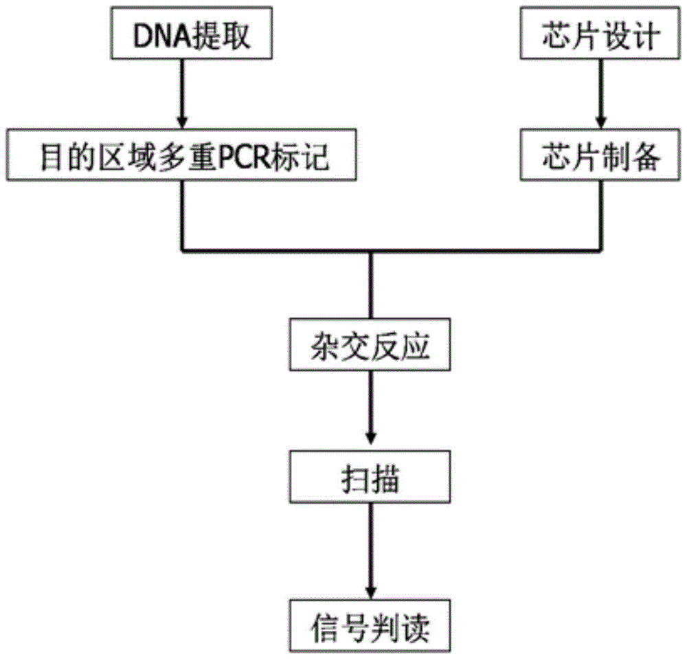 Hereditary optic neuropathy gene detection method, gene chip and kit