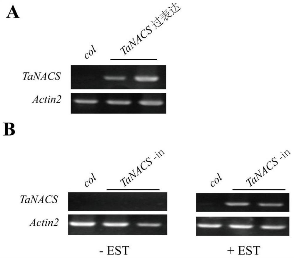 Primers, kits and applications for controlling Arabidopsis leaf senescence