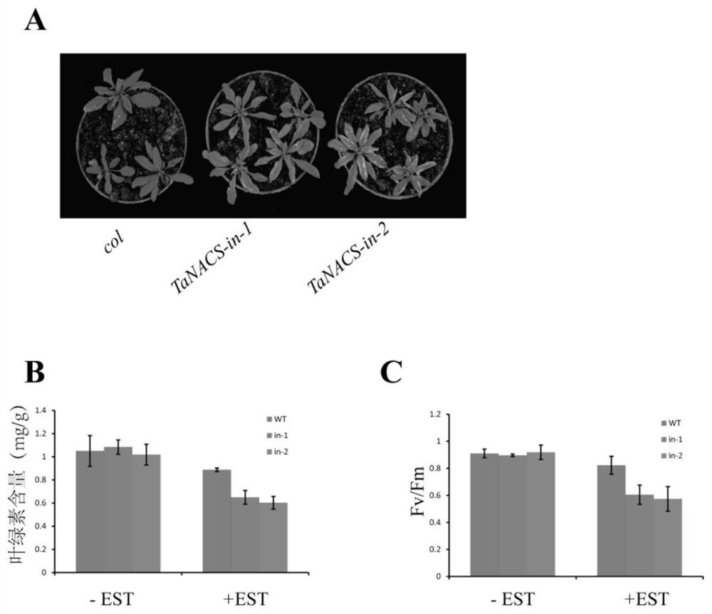 Primers, kits and applications for controlling Arabidopsis leaf senescence