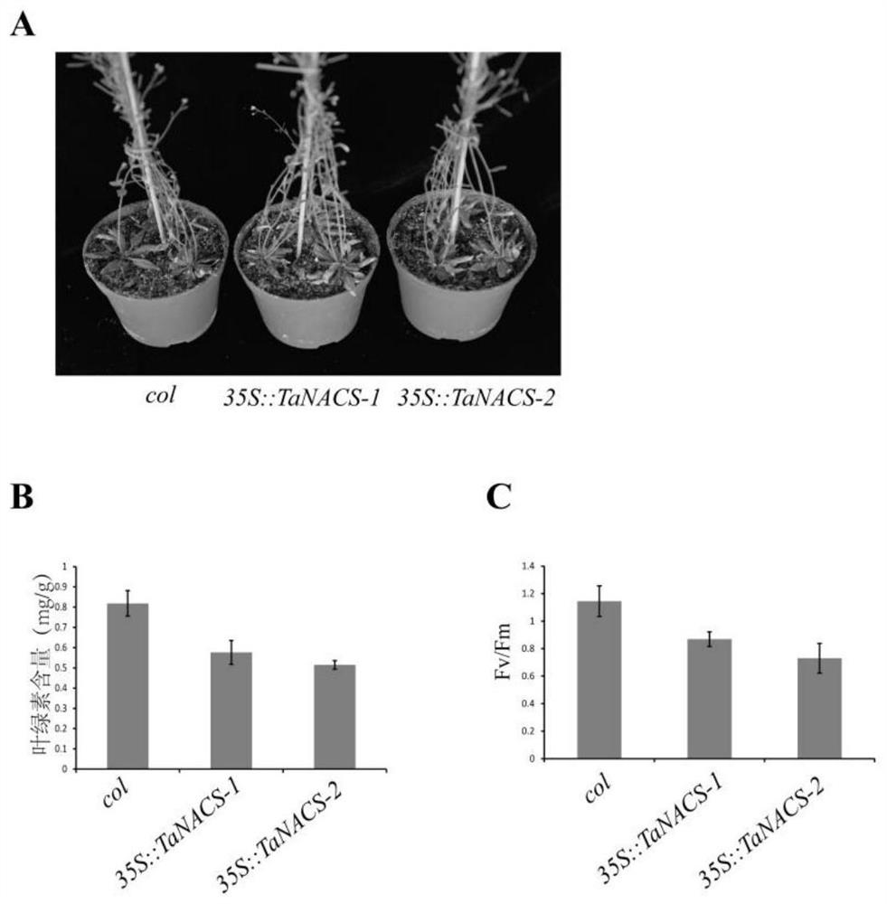 Primers, kits and applications for controlling Arabidopsis leaf senescence