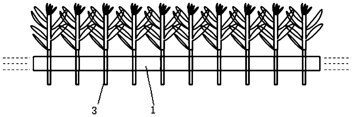 Seedling growing belt and seedling growing method for stevia rebaudiana