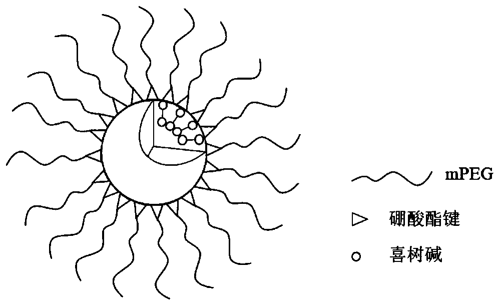 Two-block double-sensitive camptothecin polymer prodrug taking benzeneboronic ester as connecting unit and preparation method of two-block double-sensitive camptothecin polymer prodrug