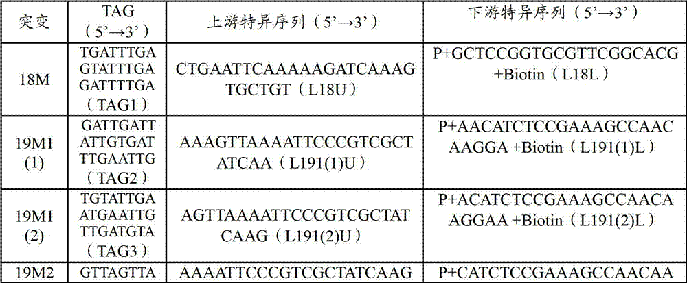 Amplification primer, detection probe and liquid phase chip for EGFR gene mutation detection