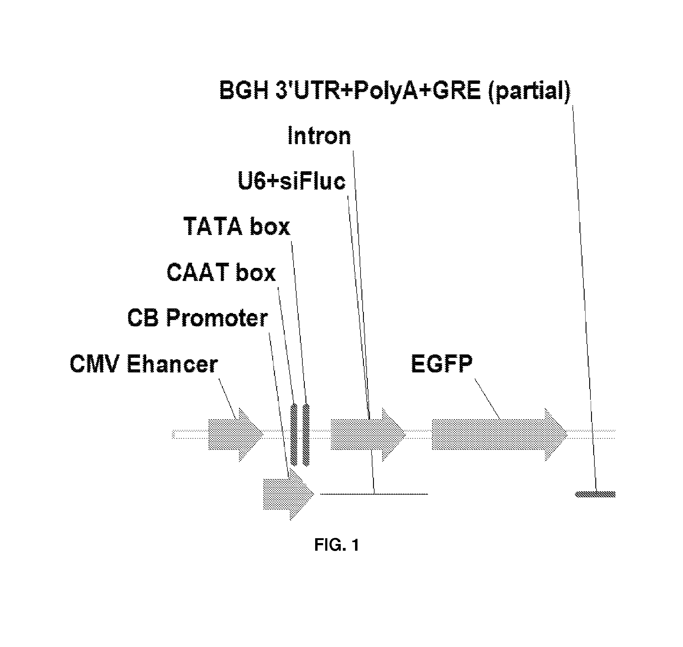 Multicistronic expression constructs