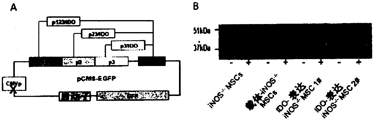 Methods modulating immunoregulatory effect of stem cells