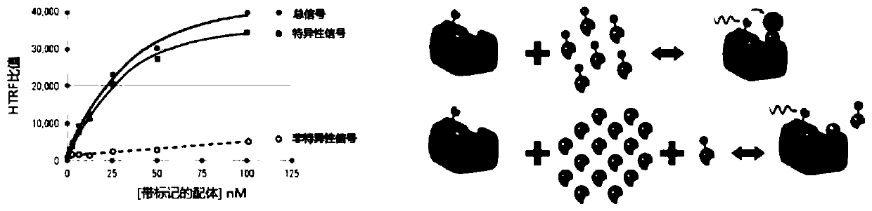 Method of screening adenosine A2A receptor ligands by Tag-lite and analytical experimental technique