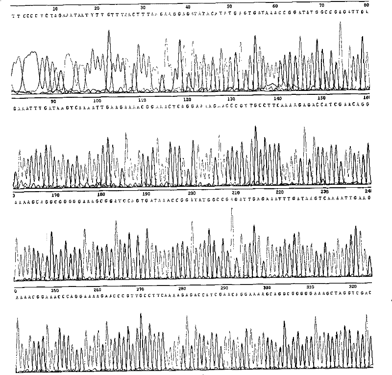 Recombinant thymosin beta 4 two repeat protein and preparation thereof