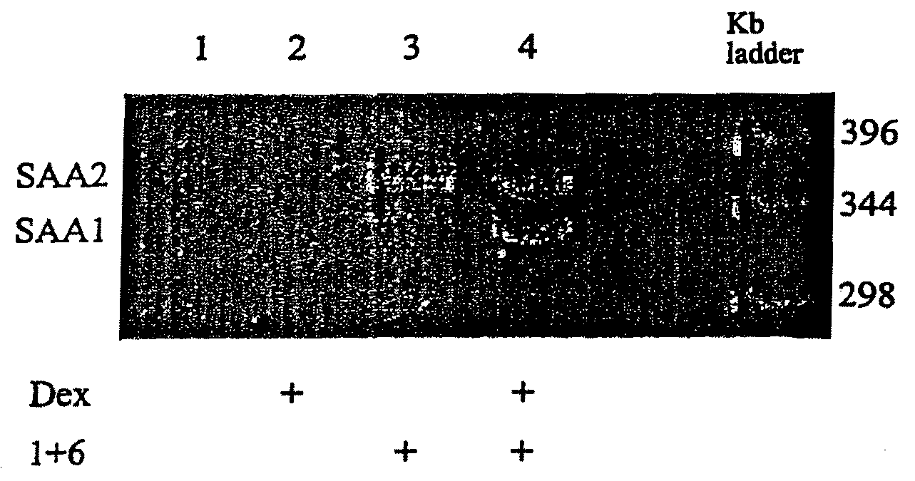 Methods for Determining Drug Responsiveness