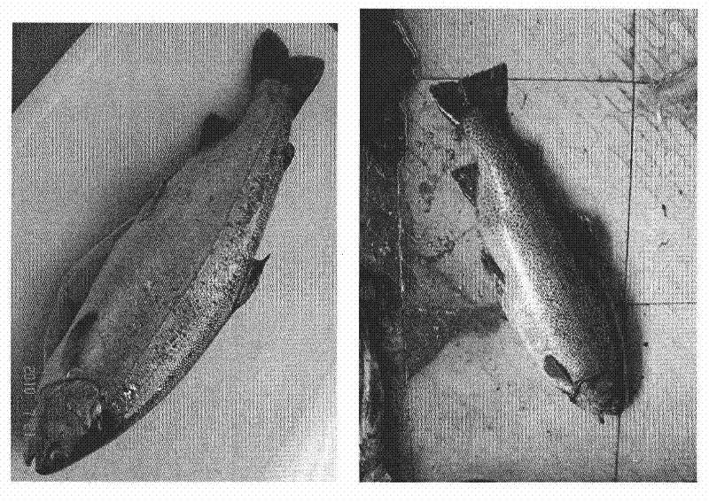 Method for transforming rainbow trout into trout