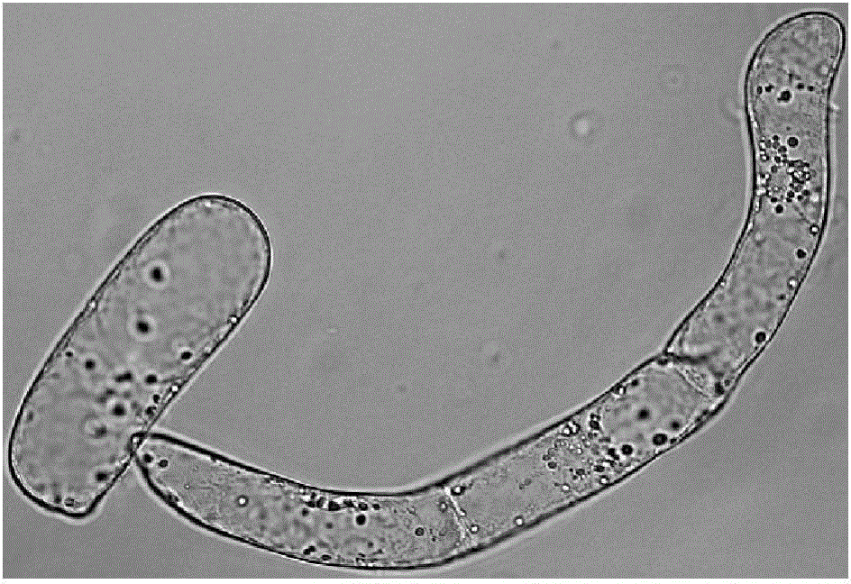 Method for producing beautiful millettia root polysaccharides from non-embryonic cells of millettia dielsiana through suspension cultivation