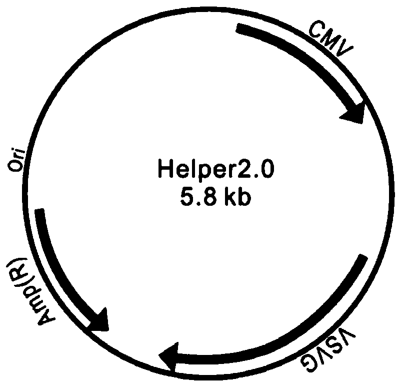 SiRNA for targeted inhibition of EGFL9 gene expression, siRNA plasmid, lentivirus, construction method of lentivirus, and application of SiRNA, siRNA plasmid and lentivirus