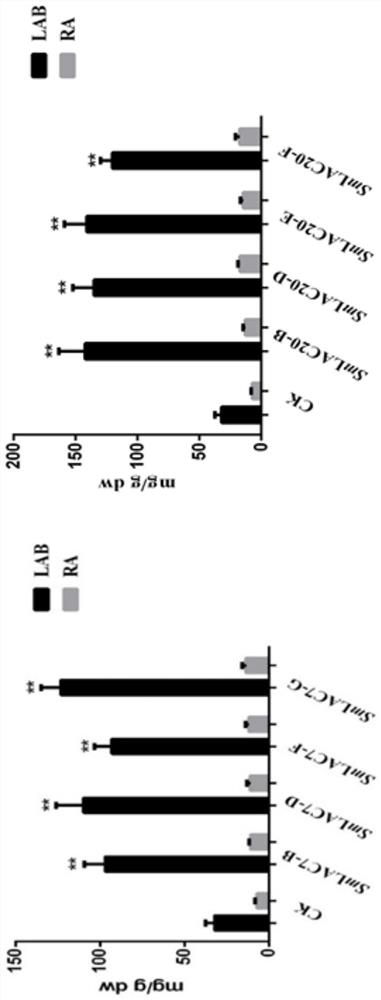 Method for increasing content of salvianolic acid B in salvia miltiorrhiza a hairy roots and laccase gene