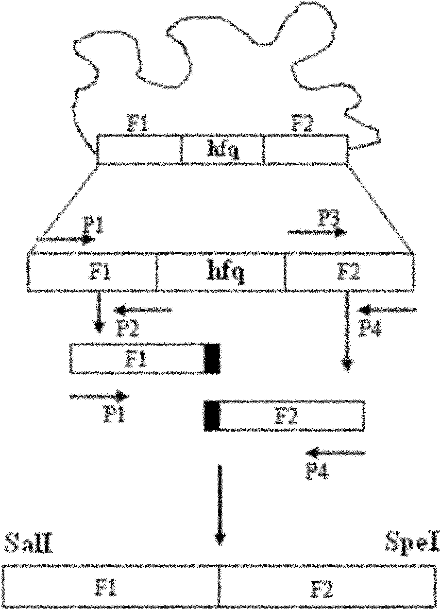 Marker-free gene deletion attenuated mutant of vibrio alginolyticus wild strain, related preparation and application