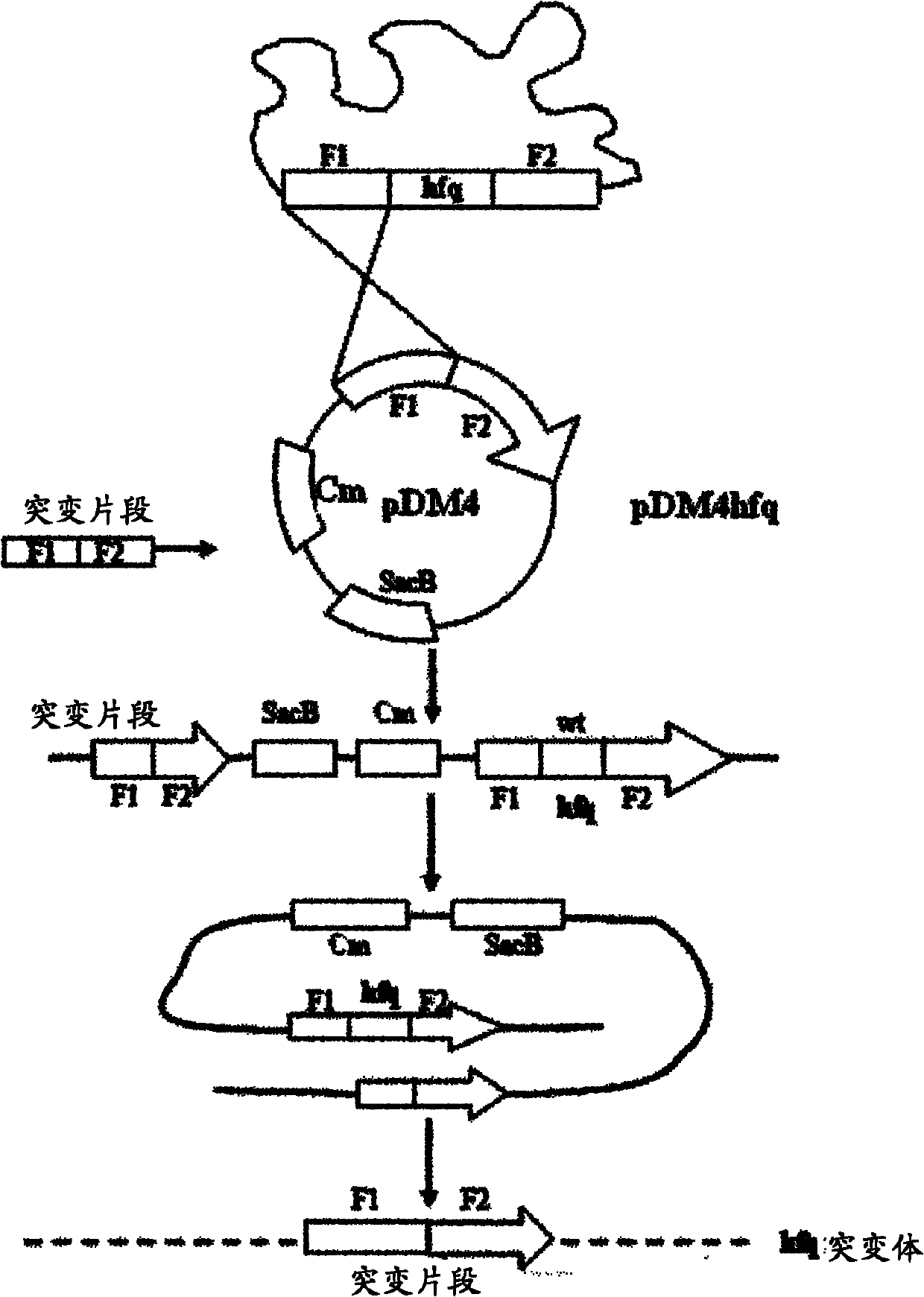 Marker-free gene deletion attenuated mutant of vibrio alginolyticus wild strain, related preparation and application