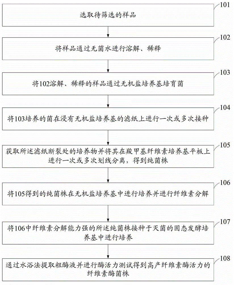 Strains with high cellulase activity as well as screening method and use method of strains