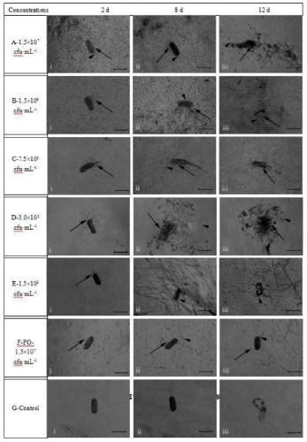 Observation and determination method of effect of trichoderma T6 strain on plant parasitic nematode