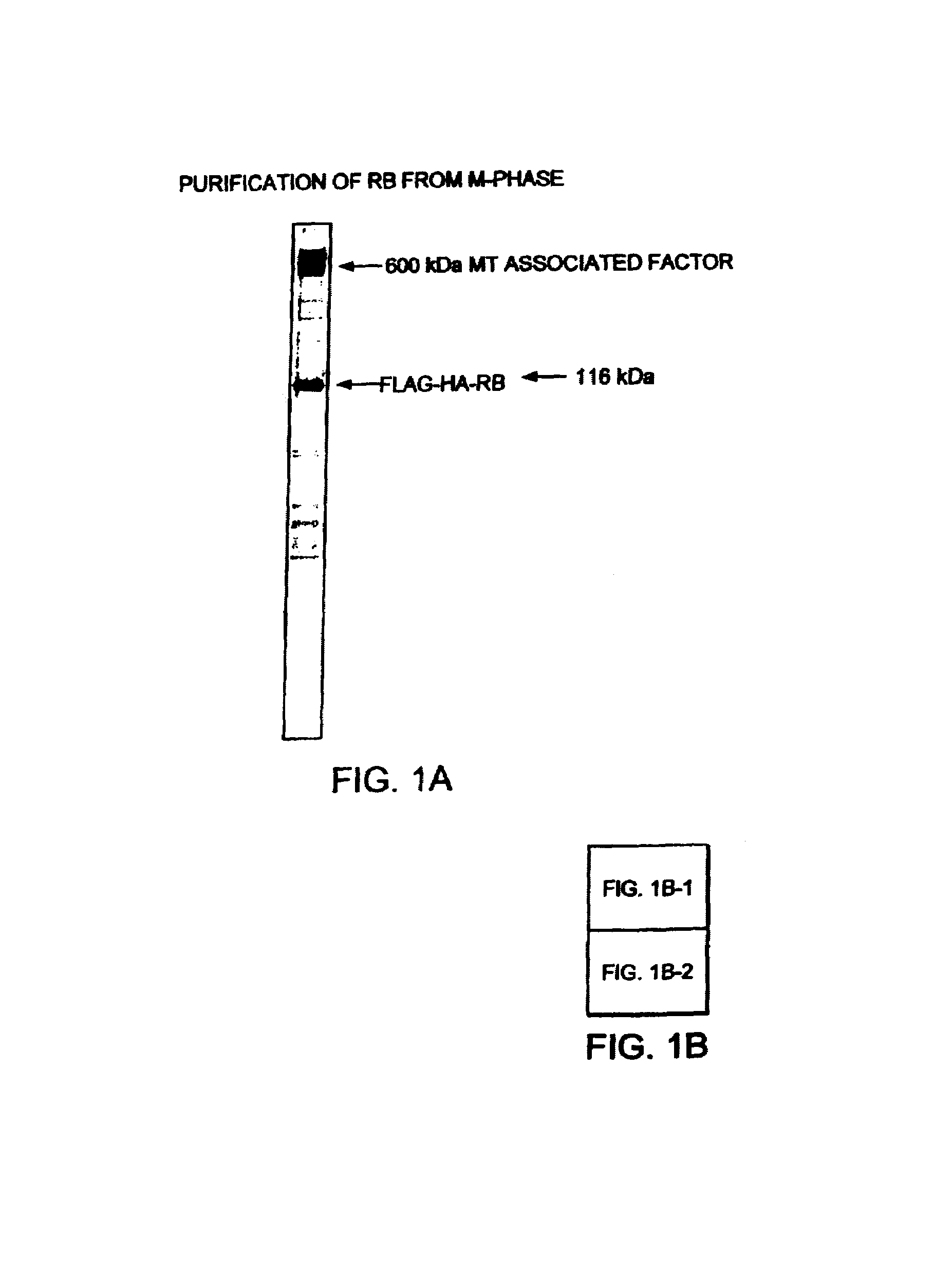 Methods and compositions for modulating tumor suppression