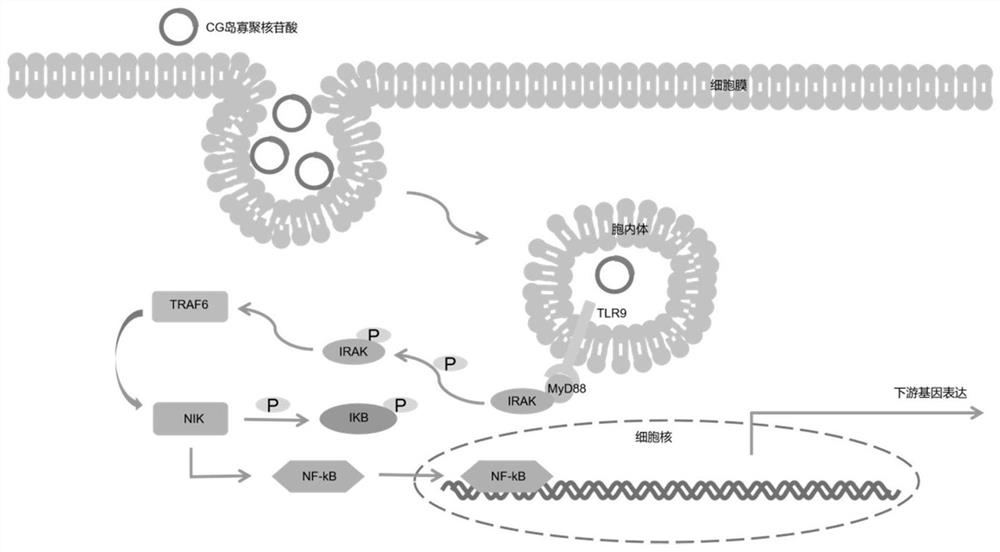 Cytosine-guanine (CG) island oligonucleotide with immunostimulation capability for piglets and application of CG island oligonucleotide to feed additive