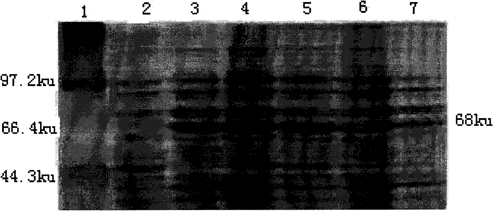 Kit used for detecting bovine abortus Chlamydia psittaci antibody and preparation method thereof