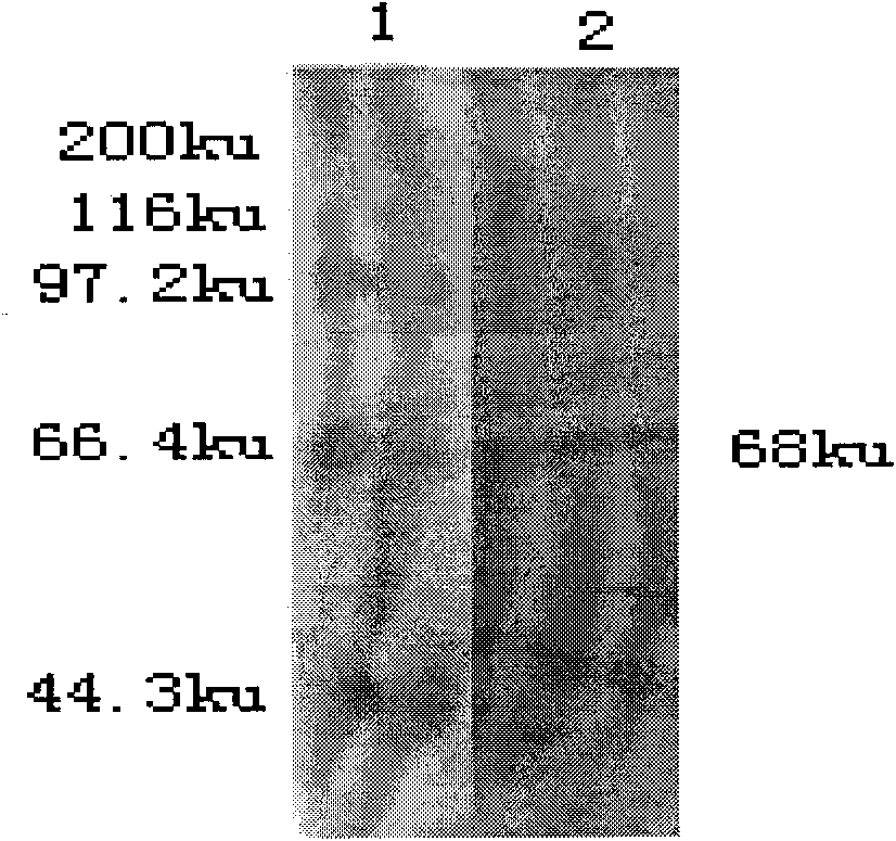 Kit used for detecting bovine abortus Chlamydia psittaci antibody and preparation method thereof