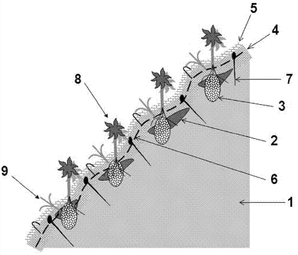 Method for constructing shrub and grass plant communities on rocky slope and application thereof