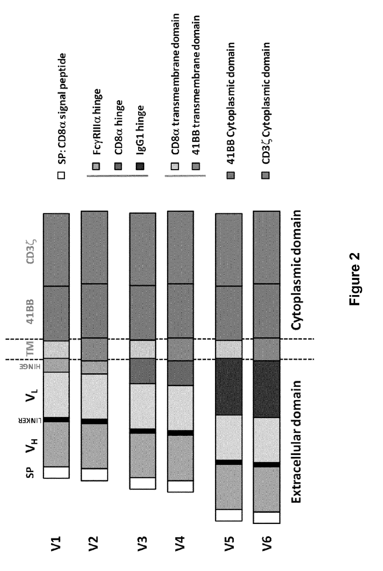 Cd33 specific chimeric antigen receptors for cancer immunotherapy