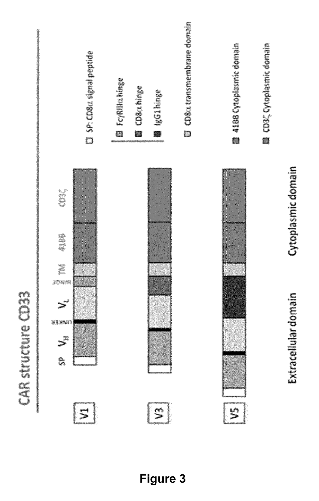 Cd33 specific chimeric antigen receptors for cancer immunotherapy