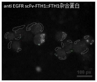 Application of Anti-egfr scFv::FTH1/FTH1 Protein Nanoparticles in Drug Preparation