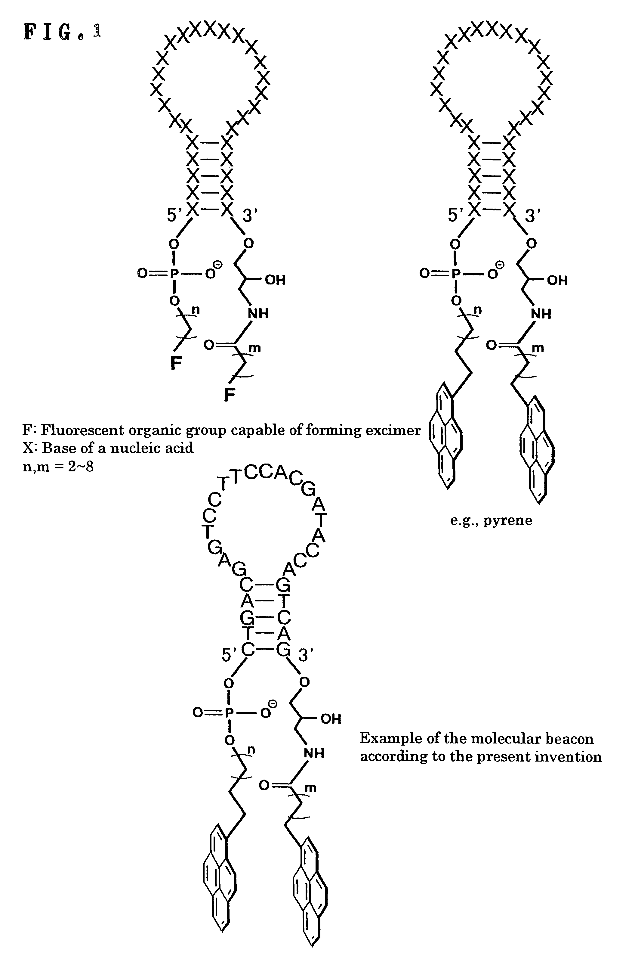 DNA detection method using molecular beacon with the use of monomer emission/excimer emission switching of fluorescent molecule