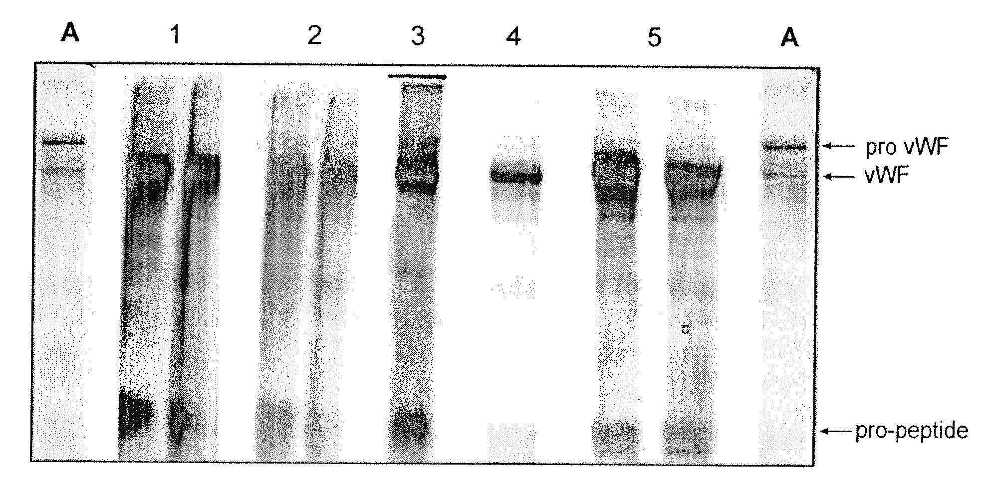 Method for producing mature VWF from VWF Pro-Peptide