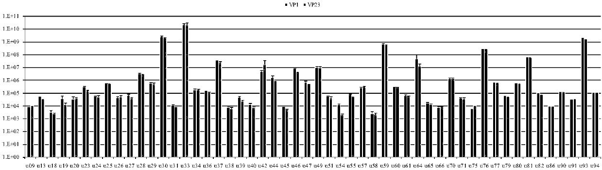 Early diagnosis and detection system used for BKV (BK polyomavirus), and application of early diagnosis and detection system