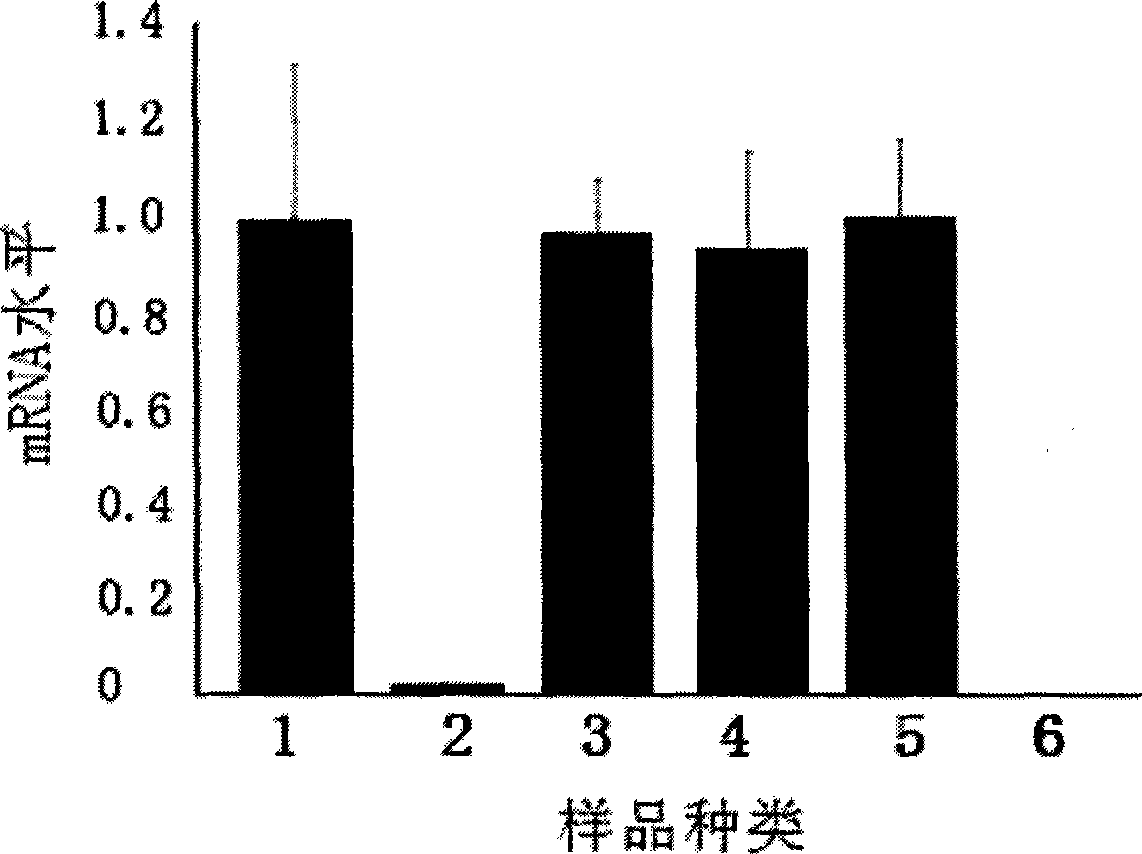 External leader sequence for guiding RNase P ribozyme and use thereof in anti-HCMV medicament preparation