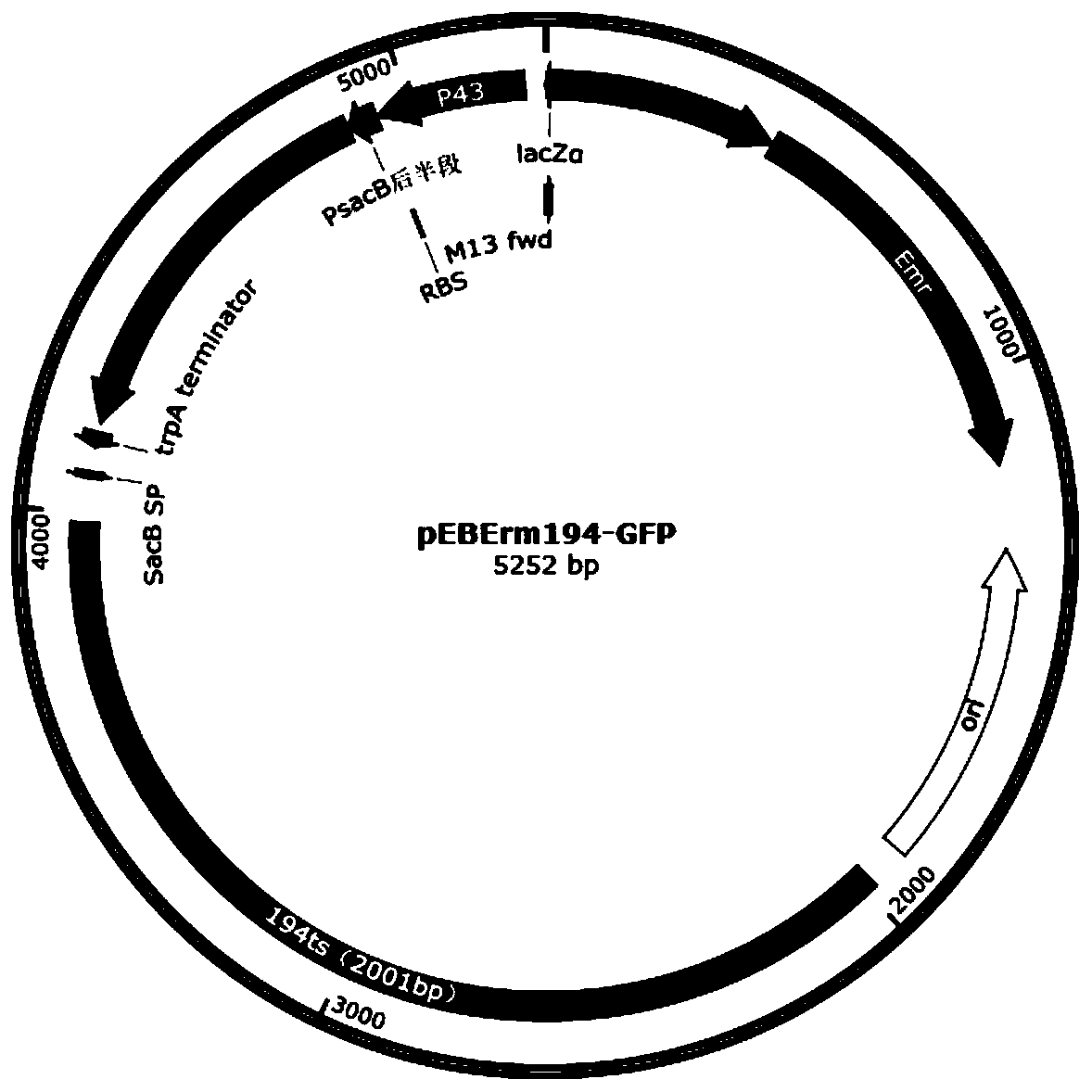 Engineering probiotic capable of degrading uric acid in intestinal tract, and preparation method and application of engineering probiotic