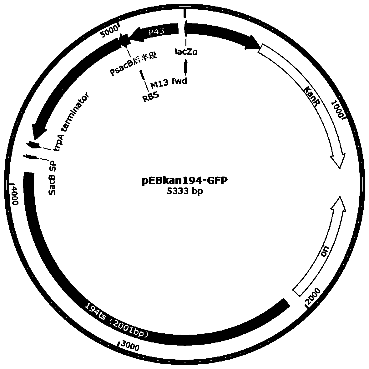 Engineering probiotic capable of degrading uric acid in intestinal tract, and preparation method and application of engineering probiotic