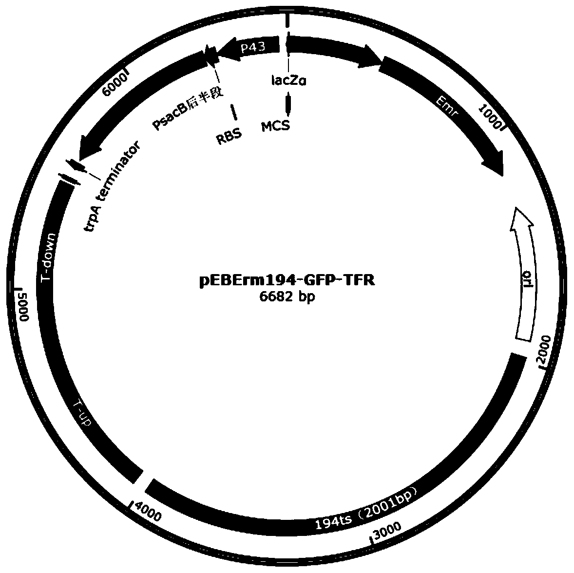 Engineering probiotic capable of degrading uric acid in intestinal tract, and preparation method and application of engineering probiotic