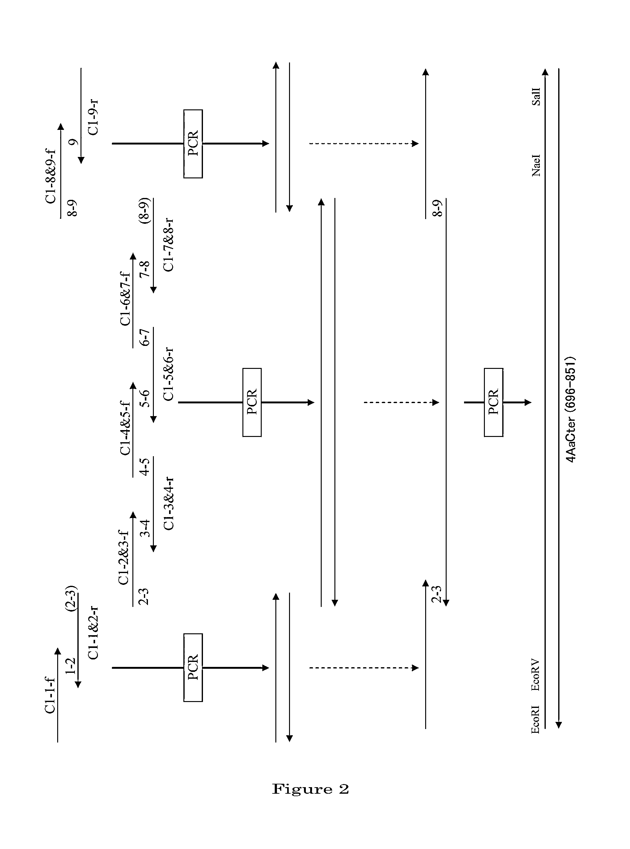 Protein production method, fusion protein, and antiserum