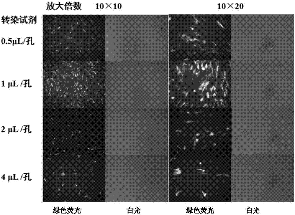 Method for detecting duck IFN-beta promoter activity by using double luciferase reporter genes