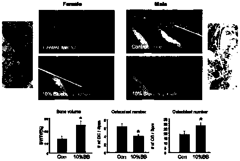 Health-care food composition for increasing bone mass and inhibiting bone loss, and application of health-care food composition