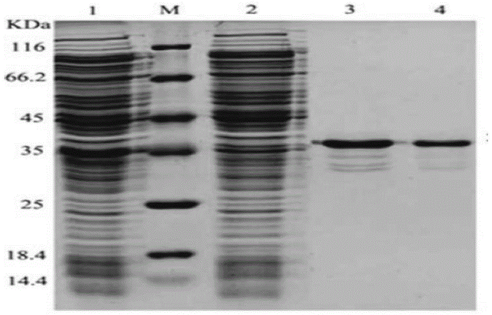 Docetaxel drug-loading nanoparticles, preparation method and application thereof