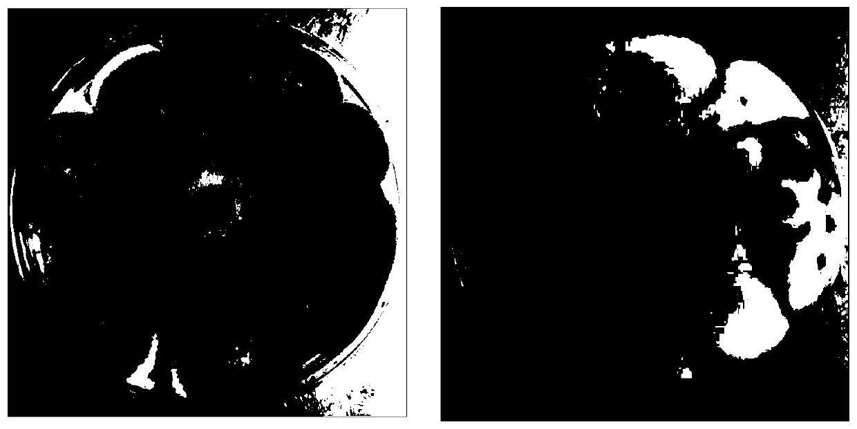 A kind of penicillium aspenicillium and its bacterial agent and application