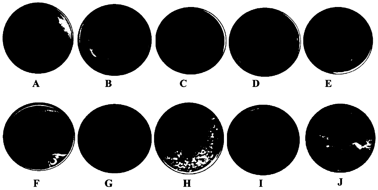 A kind of penicillium aspenicillium and its bacterial agent and application