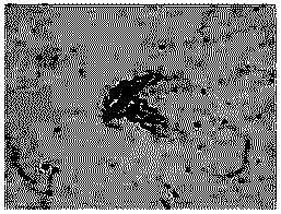 Bacillus subtilis multifunctional bacterial strain and application thereof