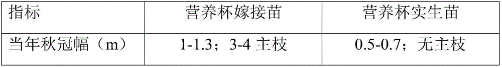 Grafting method for accelerating early fruiting and high yield of Zanthoxylum Schinifolium et Zucc