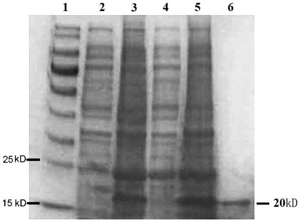 A kind of mtat-hegf-kcd47 fusion protein and its construction method and application