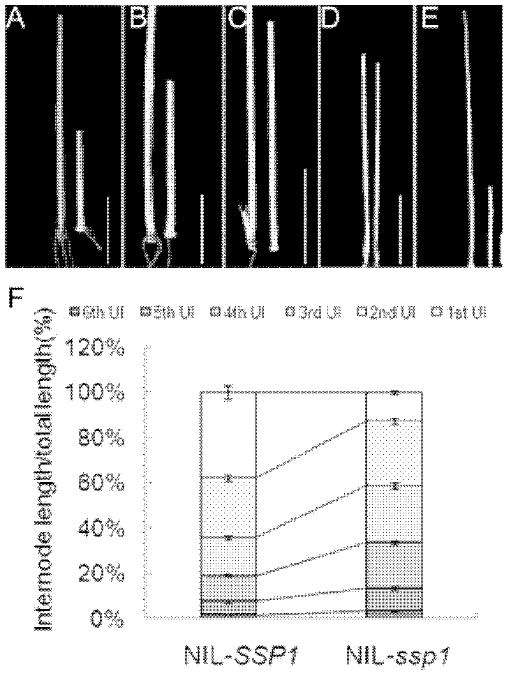 Panicle size controlling gene, mutant and application thereof