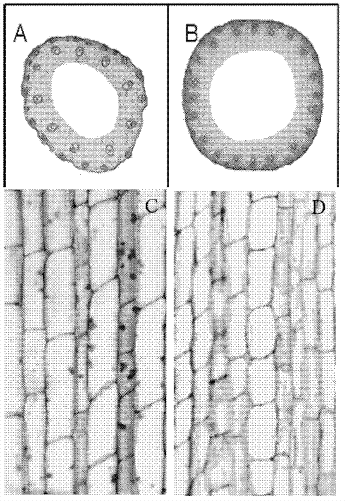 Panicle size controlling gene, mutant and application thereof