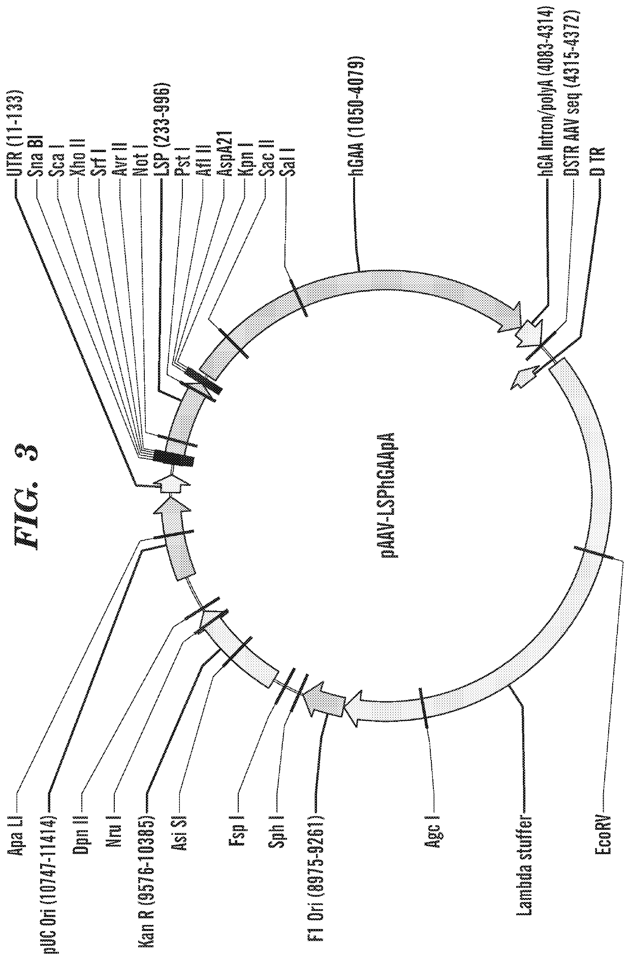 Vectors comprising a nucleic acid encoding lysosomal enzymes fused to a lysosomal teargeting sequence