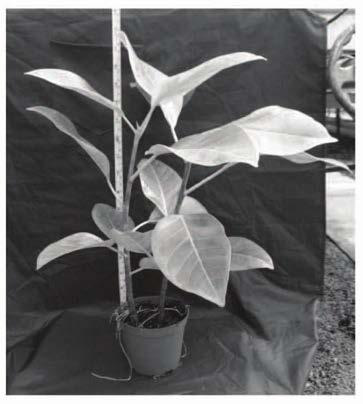 Dwarf cultivation and shaping method of Fugui Banyan small pot