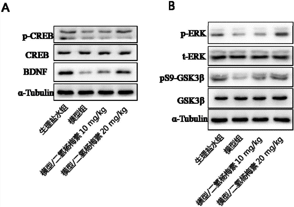 Application of dihydromyricetin in preparation of drugs for treating depression