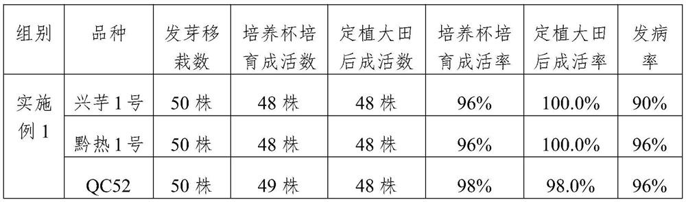 Seedling transplanting method for seedling seeds of canna edulis Ker